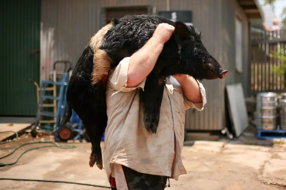 Human Deaths From Feral Hogs Is On The Rise: What Can Texas Do To Curb The Trend?